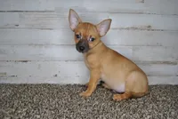 Valentines Special 1, a male Chihuahua for sale in Conway, MO – Photo 4 of 5