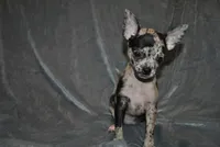 Lady, a female Chihuahua for sale in Conway, MO – 5 of 9