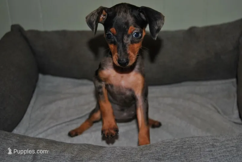 Danna – Miniature Pinscher puppy on hold in Conway, MO