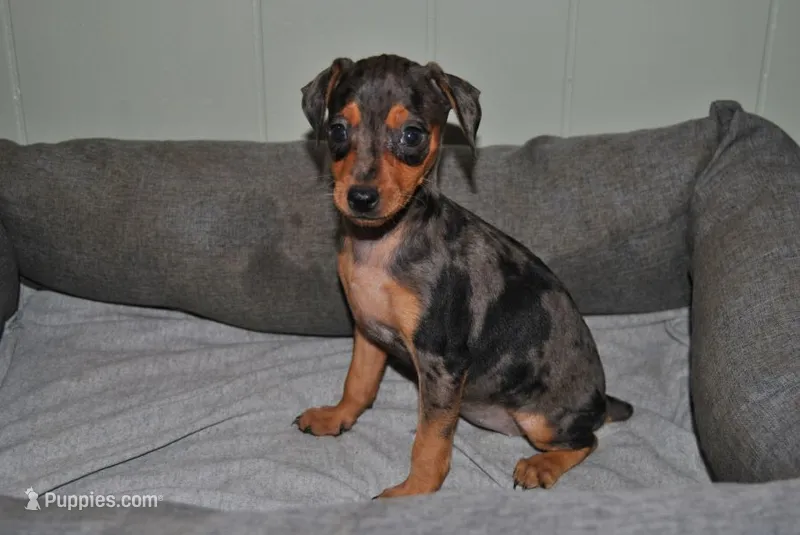 Dayla – Miniature Pinscher puppy for sale in Conway, MO