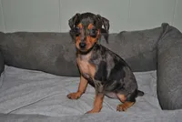 Dayla, a female Miniature Pinscher for sale in Conway, MO – 1 of 9