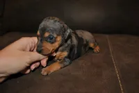 Dayla, a female Miniature Pinscher for sale in Conway, MO – 3 of 6