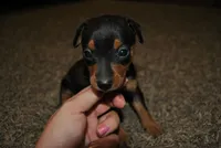 Gina, a female Miniature Pinscher for sale in Conway, MO – 6 of 9