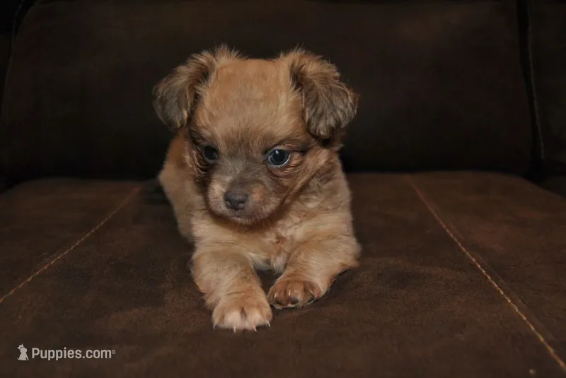 Zena – Chihuahua puppy for sale in Conway, MO