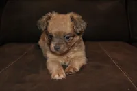 Zena, a female Chihuahua for sale in Conway, MO – 1 of 6