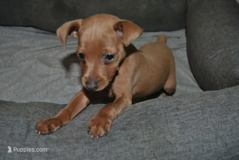 Rayna – Miniature Pinscher puppy for sale in Conway, MO