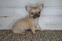 Xmas special 7, a male Chihuahua for sale in Conway, MO – Photo 4 of 7