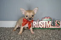 Xmas special 7, a male Chihuahua for sale in Conway, MO – Photo 1 of 7