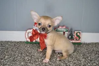 Xmas special 7, a male Chihuahua for sale in Conway, MO – Photo 3 of 7