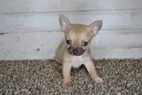 Xmas special 7, a male Chihuahua for sale in Conway, MO – Photo 7 of 7