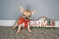 Xmas special 7, a male Chihuahua for sale in Conway, MO – Photo 2 of 7