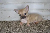 Xmas special 7, a male Chihuahua for sale in Conway, MO – Photo 6 of 7