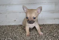 Xmas special 7, a male Chihuahua for sale in Conway, MO – Photo 5 of 7