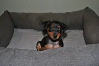 Gina, a female Miniature Pinscher for sale in Conway, MO – 3 of 9