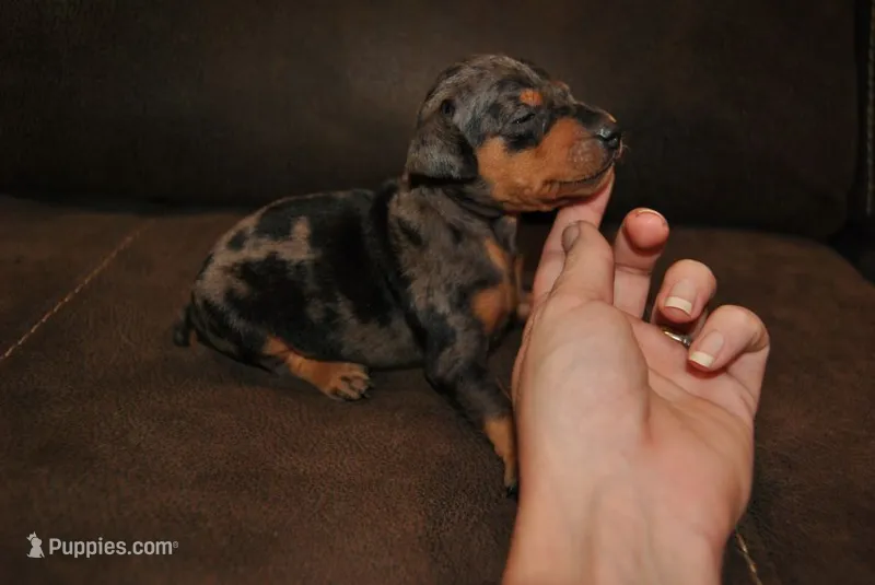 Duke – Miniature Pinscher puppy for sale in Conway, MO