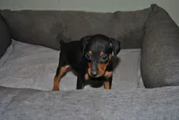 Callie, a female Miniature Pinscher for sale in Conway, MO – 3 of 5