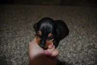 Carter, a female Miniature Pinscher for sale in Conway, MO – 3 of 4