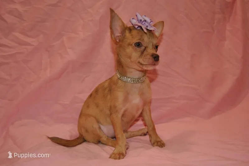 Carol – Chihuahua puppy for sale in Conway, MO