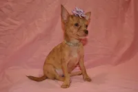 Carol, a female Chihuahua for sale in Conway, MO – 1 of 9