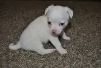 Tito, a male Chihuahua for sale in Conway, MO – 6 of 9