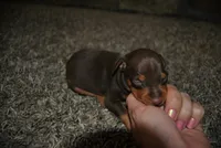 Curtis, a female Miniature Pinscher for sale in Conway, MO – 5 of 5