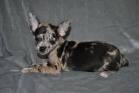 Lady, a female Chihuahua for sale in Conway, MO – 6 of 9