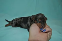 Duke, a male Miniature Pinscher for sale in Conway, MO – 5 of 6
