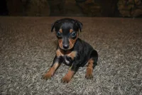 Gina, a female Miniature Pinscher for sale in Conway, MO – 5 of 9