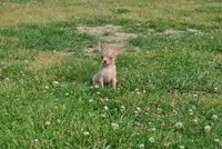 Carol, a female Chihuahua for sale in Conway, MO – 8 of 9