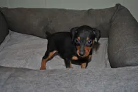 Callie, a female Miniature Pinscher for sale in Conway, MO – 2 of 5