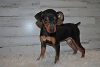 Daisy, a female Miniature Pinscher for sale in Conway, MO – Photo 1 of 6