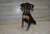Daisy, a female Miniature Pinscher for sale in Conway, MO – Photo 2 of 6