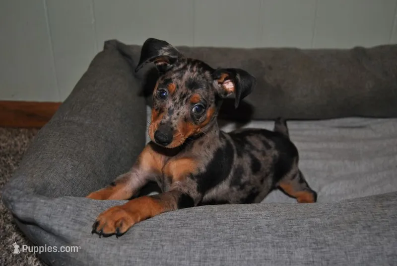 Grayson – Miniature Pinscher puppy for sale in Conway, MO