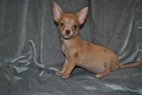 Carol, a female Chihuahua for sale in Conway, MO – 4 of 9