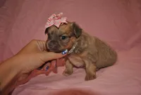 Zena, a female Chihuahua for sale in Conway, MO – 5 of 6