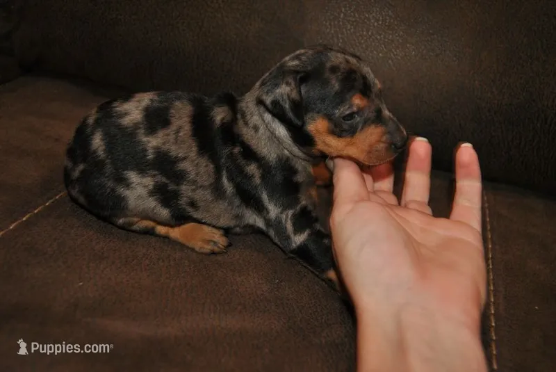 Dean – Miniature Pinscher puppy for sale in Conway, MO