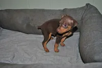 Curtis, a female Miniature Pinscher for sale in Conway, MO – 3 of 5