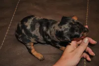 Dean, a male Miniature Pinscher for sale in Conway, MO – 3 of 6