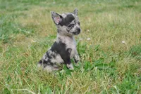 Lady, a female Chihuahua for sale in Conway, MO – 9 of 9