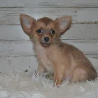 Cronk, a male Chihuahua for sale in Conway, MO – Photo 2 of 4