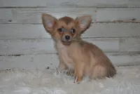 Cronk, a male Chihuahua for sale in Conway, MO – Photo 2 of 4