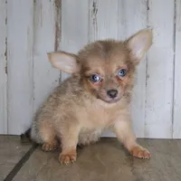 Cronk, a male Chihuahua for sale in Conway, MO – Photo 3 of 4