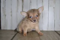 Cronk, a male Chihuahua for sale in Conway, MO – Photo 3 of 4