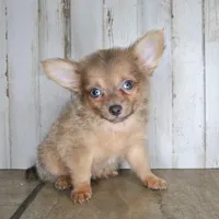 Cronk, a male Chihuahua for sale in Conway, MO – Photo 4 of 4