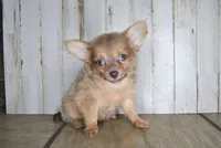 Cronk, a male Chihuahua for sale in Conway, MO – Photo 4 of 4