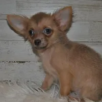 Cronk, a male Chihuahua for sale in Conway, MO – Photo 1 of 4