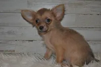 Cronk, a male Chihuahua for sale in Conway, MO – Photo 1 of 4