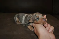 Royce, a male Miniature Pinscher for sale in Conway, MO – 3 of 3