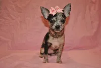 Lady, a female Chihuahua for sale in Conway, MO – 3 of 9