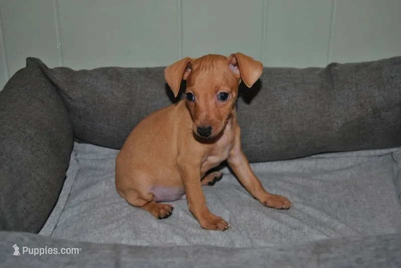 Damon – Miniature Pinscher puppy for sale in Conway, MO